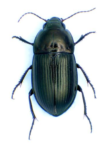 Amara lunicollis